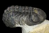 Bargain, Austerops Trilobite - Visible Eye Facets #120030-1